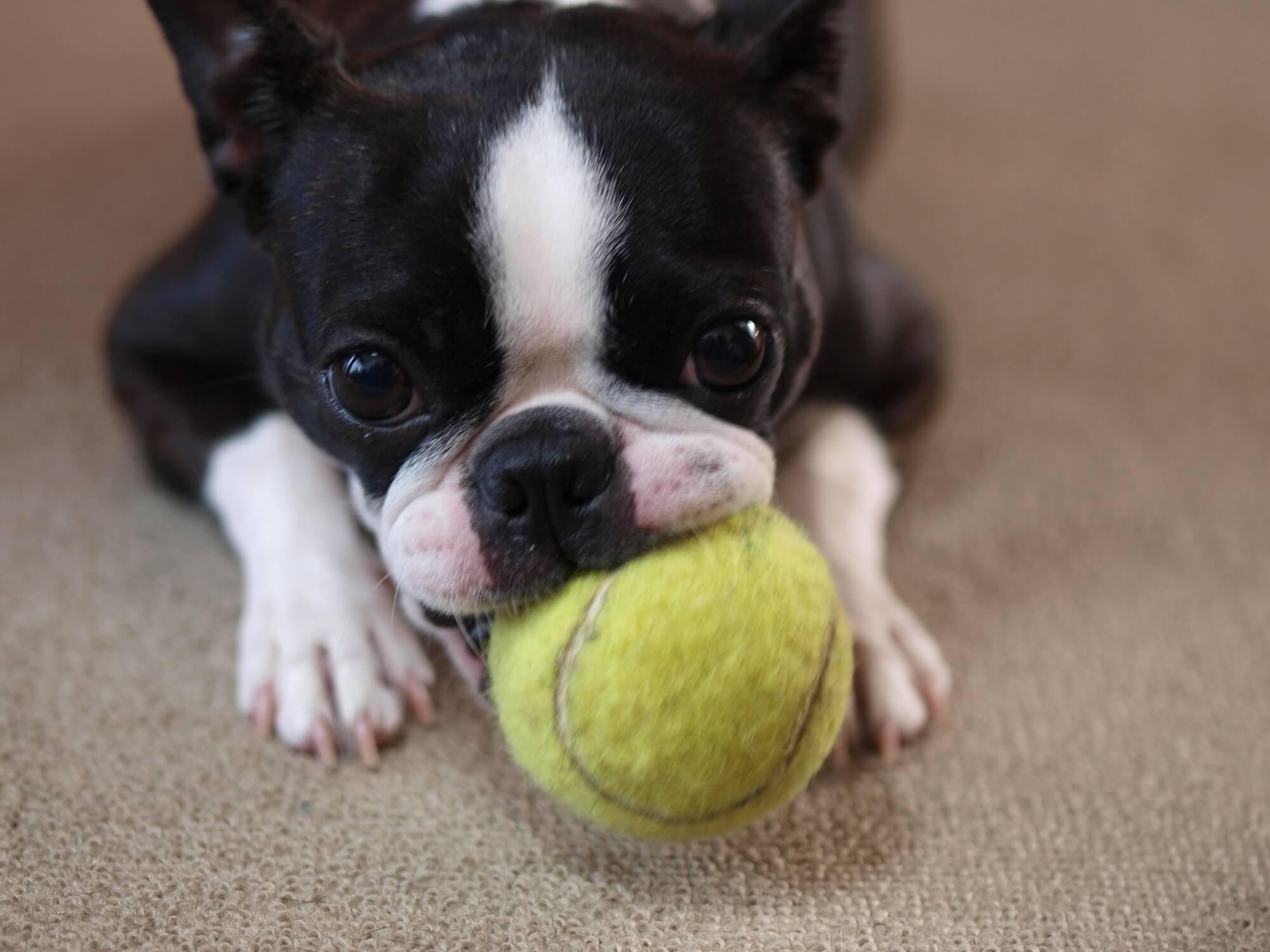 兵庫の室内ドッグラン特集!雨の日も遊べる施設12選